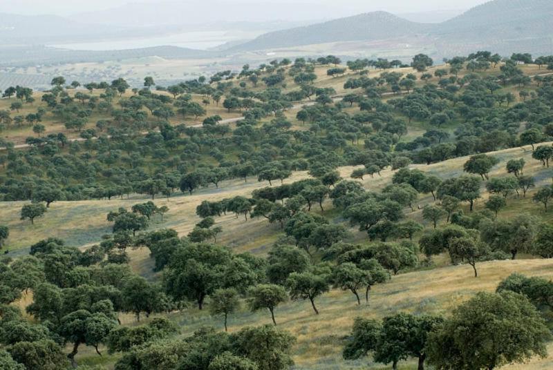 فندق El Anadio Vilches المظهر الخارجي الصورة