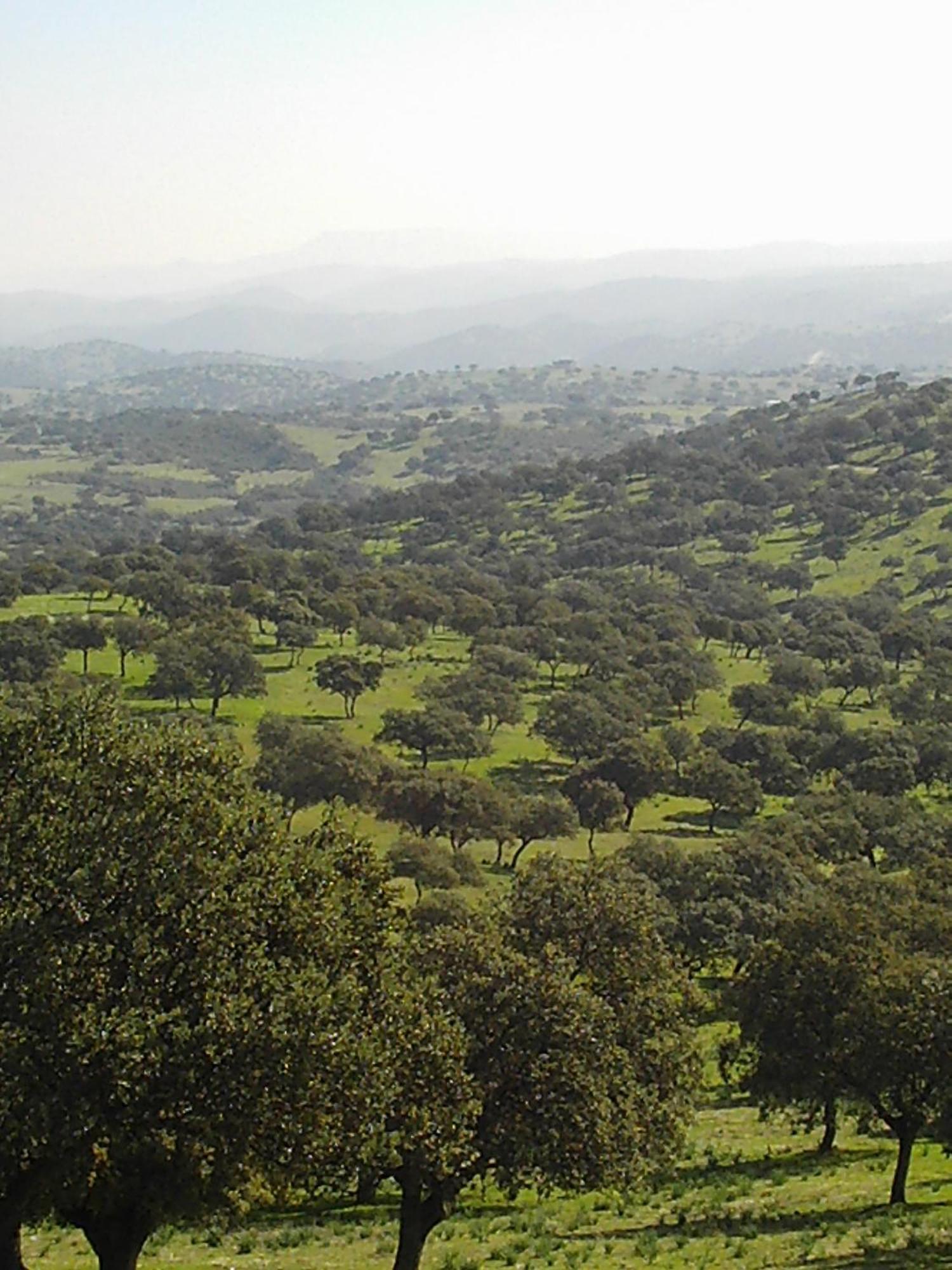 فندق El Anadio Vilches المظهر الخارجي الصورة
